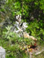 Asphodelus serotinus