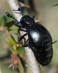 Meloe brevicollis