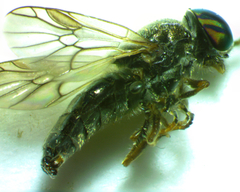 Scenopinus fenestralis