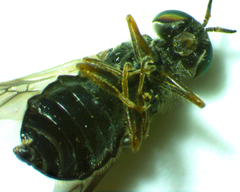 Scenopinus fenestralis