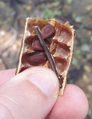 Samanea saman