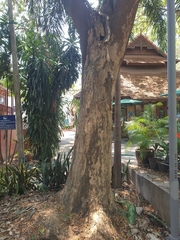 Samanea saman