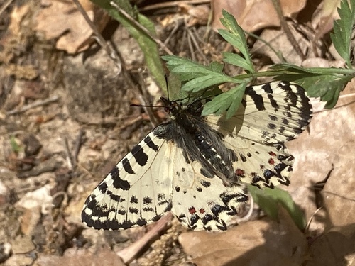 Cretan Festoon