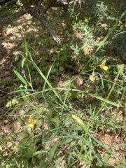 Lathyrus annuus