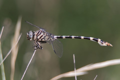 Phyllogomphoides stigmatus