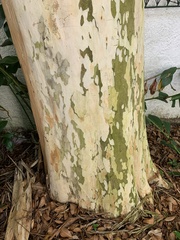 Libidibia ferrea leiostachya