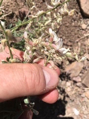 Astragalus andersonii