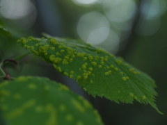 Physemocecis hartigi