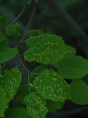 Physemocecis hartigi