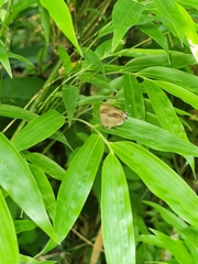 Lamprospilus collucia