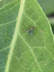 Condylostylus pruinosus