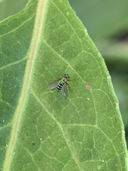 Condylostylus pruinosus