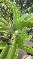 Kalanchoe gastonis-bonnieri
