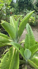 Kalanchoe gastonis-bonnieri