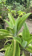 Kalanchoe gastonis-bonnieri