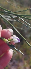 Psoralea pullata