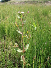 Epilobium adenocaulon