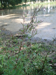 Epilobium roseum