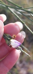 Psoralea pullata