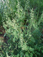 Chenopodium suecicum