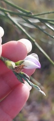 Psoralea pullata