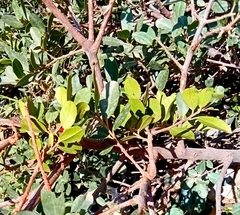 Rhamnus alaternus