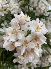 Deutzia gracilis