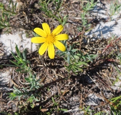 Osteospermum imbricatum