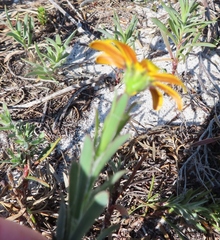 Osteospermum imbricatum