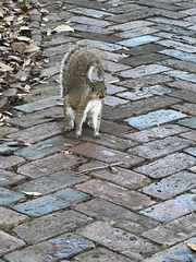 Sciurus carolinensis