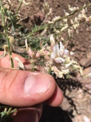 Astragalus andersonii