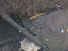 Chelydra acutirostris