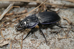 Pasimachus marginatus
