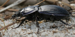 Pasimachus marginatus