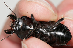 Pasimachus marginatus