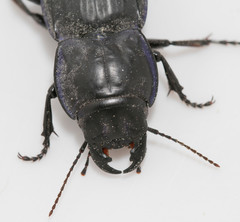 Pasimachus marginatus