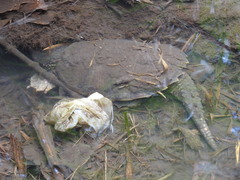 Chelydra acutirostris