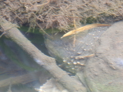 Chelydra acutirostris