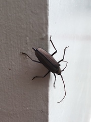 Aegolipton marginale