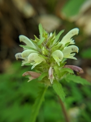 Pedicularis dudleyi