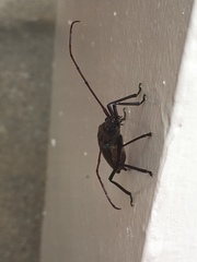 Aegolipton marginale