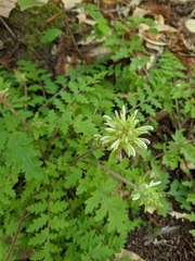 Pedicularis dudleyi