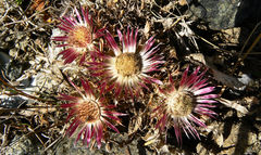 Carlina pygmaea