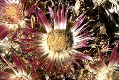 Carlina pygmaea