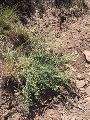Astragalus andersonii