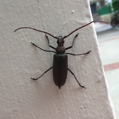 Aegolipton marginale