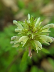 Pedicularis dudleyi