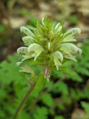 Pedicularis dudleyi