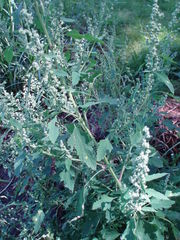 Chenopodium suecicum