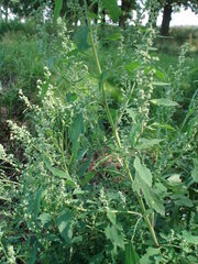 Chenopodium suecicum